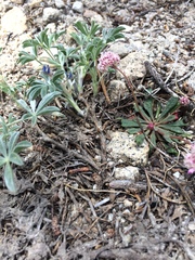 Calyptridium monospermum