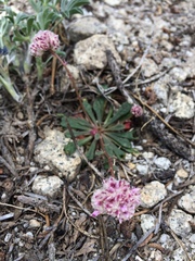 Calyptridium monospermum