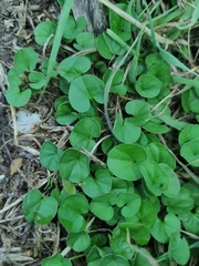 Dichondra repens