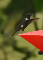 Philodice mitchellii