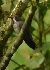 Colibri delphinae