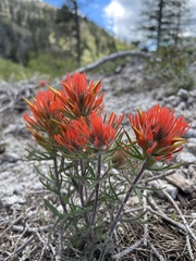 Castilleja covilleana