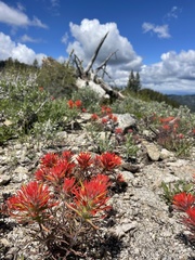 Castilleja covilleana