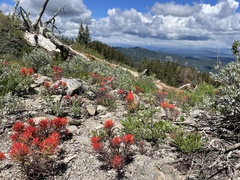 Castilleja covilleana