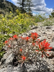 Castilleja covilleana