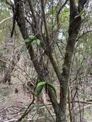 Sarcochilus australis