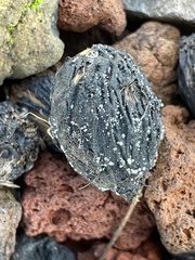 Volutella ciliata