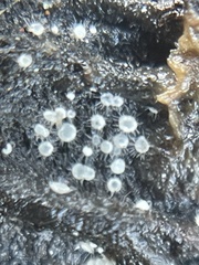 Volutella ciliata
