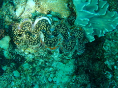 Tridacna maxima