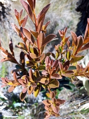 Gaiadendron punctatum