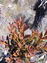 Gaiadendron punctatum