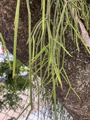 Rhipsalis