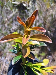 Gaiadendron punctatum