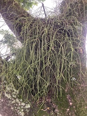 Rhipsalis