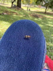 Oncopeltus unifasciatellus
