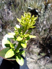 Gaiadendron punctatum