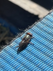 Duomyia