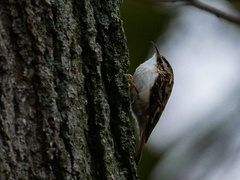 Certhia familiaris