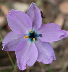 Aristea cantharophila