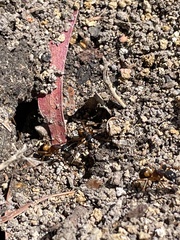 Camponotus consobrinus