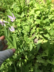 Primula jeffreyi