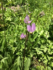 Primula jeffreyi
