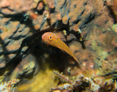 Trimma okinawae