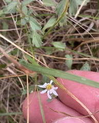 Vittadinia australis