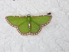 Synchlora pulchrifimbria