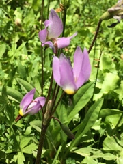 Primula jeffreyi