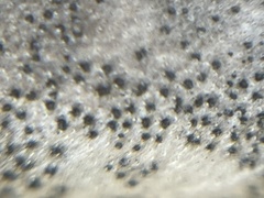 Dothiora oleae