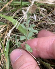 Vittadinia australis