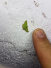 Synchlora pulchrifimbria