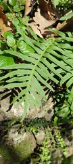 Polypodium cambricum