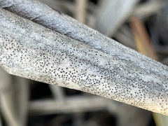 Dothiora oleae