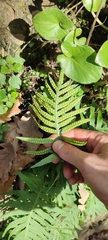 Polypodium cambricum