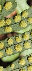 Polypodium cambricum