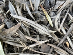 Dothiora oleae