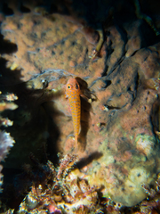 Trimma okinawae