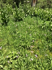 Primula jeffreyi