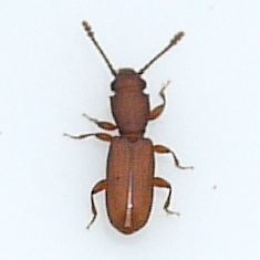 Silvanus bidentatus