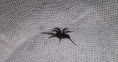 Tigrosa helluo