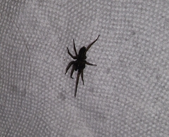 Tigrosa helluo