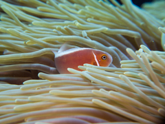 Amphiprion perideraion