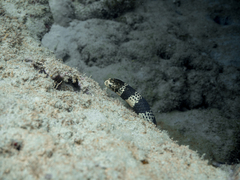 Emydocephalus orarius