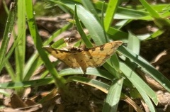 Ategumia ebulealis