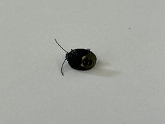 Glaucias amyoti