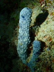 Dysideidae