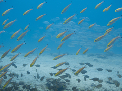 Pterocaesio chrysozona