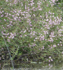 Mimosa asperata